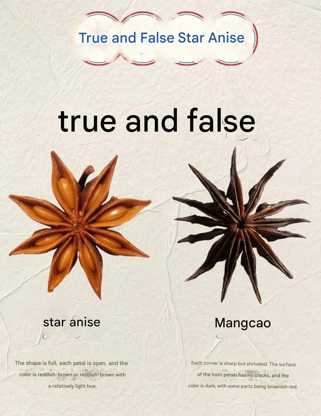 Chinese staranise vs Japanese staranise comparison of live real star spice with visuals